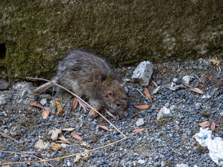 The black rat (Rattus rattus), also known as ship rat, roof rat, or house rat.