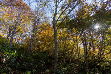 Obraz premium 紅葉真っ盛りの白山国立公園・蛇谷自然観察園