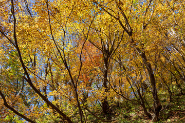 紅葉真っ盛りの白山国立公園・蛇谷自然観察園
