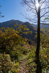 紅葉真っ盛りの白山国立公園・蛇谷自然観察園