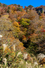 紅葉真っ盛りの白山国立公園・蛇谷自然観察園