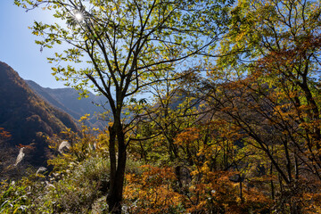 紅葉真っ盛りの白山国立公園・蛇谷自然観察園