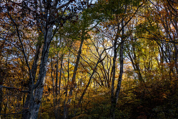 紅葉真っ盛りの白山国立公園・蛇谷自然観察園