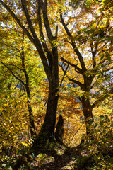 紅葉真っ盛りの白山国立公園・蛇谷自然観察園