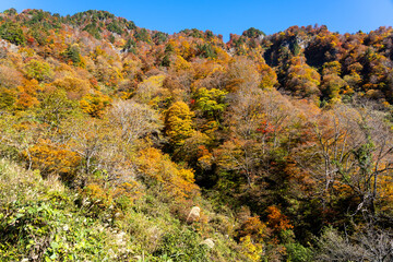 Fototapeta premium 紅葉真っ盛りの白山国立公園・蛇谷自然観察園