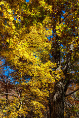紅葉真っ盛りの白山国立公園・蛇谷自然観察園
