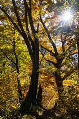 Obraz premium 紅葉真っ盛りの白山国立公園・蛇谷自然観察園