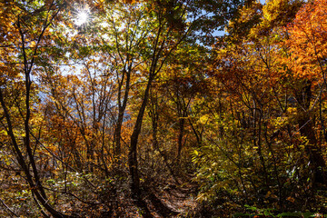 Fototapeta na wymiar 紅葉真っ盛りの白山国立公園・蛇谷自然観察園