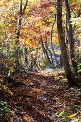 Obraz premium 紅葉真っ盛りの白山国立公園・蛇谷自然観察園