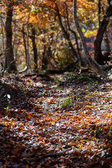 紅葉真っ盛りの白山国立公園・蛇谷自然観察園