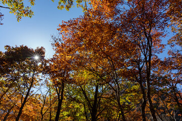 Fototapeta premium 紅葉真っ盛りの白山国立公園・蛇谷自然観察園