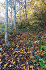 紅葉真っ盛りの白山国立公園・蛇谷自然観察園