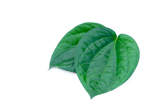 ฺBetel leaves, greenery herbal plant isolated on white background. Concept : Herbal plants with medicinal properties. Chew leaves for good breath as gum. Used in rituals of the local cultural belief.
