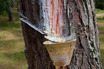 Récolte de la résine sur un pin des Landes