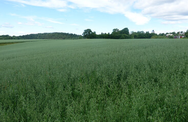 Obraz premium landscape