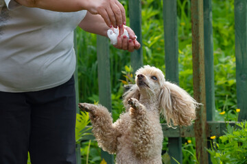 a view of the muzzle of a poodle dog, which, standing and jumping on its hind legs, looks at a...