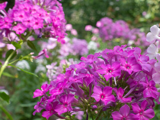 Obraz premium Pink flowers of Phlox paniculata in the garden, blooming beautiful flowers in summer, bright and juicy color of flowers for insects