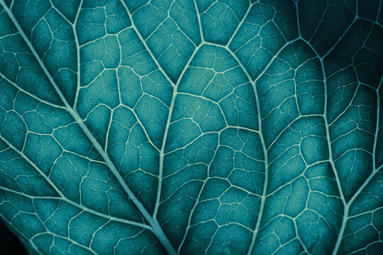 Plant leaf close up. Mosaic pattern of  cells and veins. Background on vegetable theme. Abstract nature structure. Blue green tinted wallpaper. Horseradish leaf. Macro