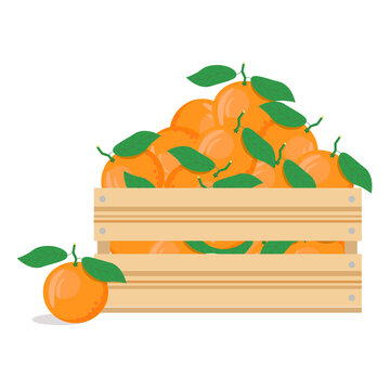 Tangerines in a wooden box on a white background.Vector illustration of citrus fruits.Harvesting.