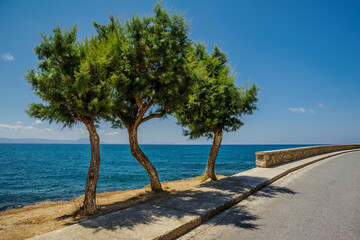 Fototapeta na wymiar Three trees by the sea