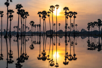 Silhouette sugar palm trees with reflection on pond at sunrise
