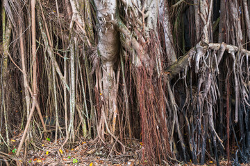 old bot or banyan tree big roots. Natural wood background
