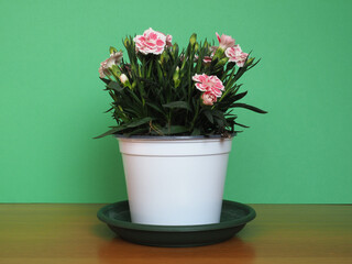 carthusian pink (Dianthus carthusianorum) flower