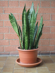 sansevieria (Dracaena trifasciata) plant