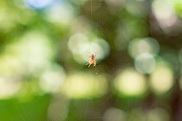 Araneus spider and its web. Forest. Morning. Summer. Kazakhstan, Zhetysu region.