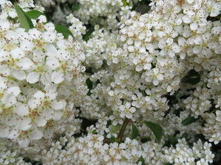 beautiful plant with small white flowers natural spring
