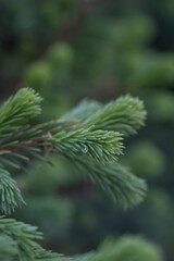 A branch of a fir tree in the park in close-up.