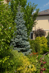 various ornamental plants, beautiful garden, blue coniferous tree in the garden