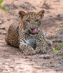 face licking leopard; leopard licking face; Leopard cub licking; Baby leopard licking
