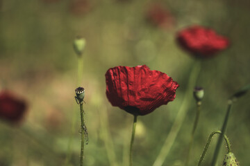 Close up shot of a poppy flower on defocused daisies background