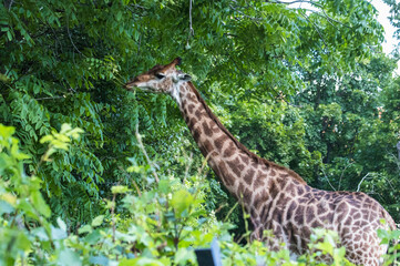 Giraffe eats leaves from trees