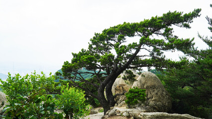 Fototapeta na wymiar Pine trees and rocks on the ridge of Bukhansan Mountain