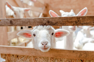 Curious sheep sticks its head through the bars of the stable