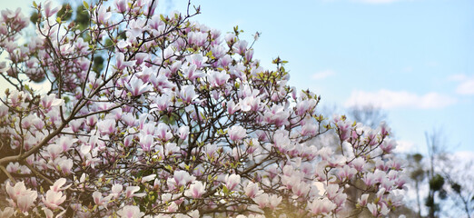 Pink magnolia flowers against the blue sky