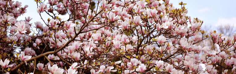 Pink magnolia flowers against the blue sky