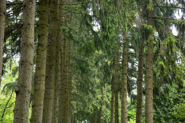 beautiful view of evergreen trees in the spruce alley of the park