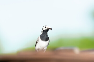 The white wagtail (Motacilla alba)
