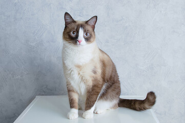 Purebred cat breed snowshoe sitting on bedside table in the room. Looking into the camera.