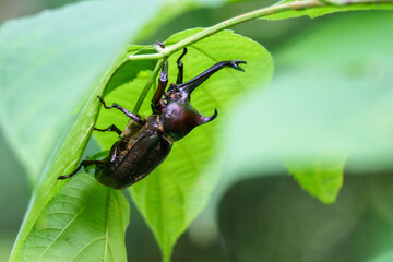 若葉に留まるカブトムシ
