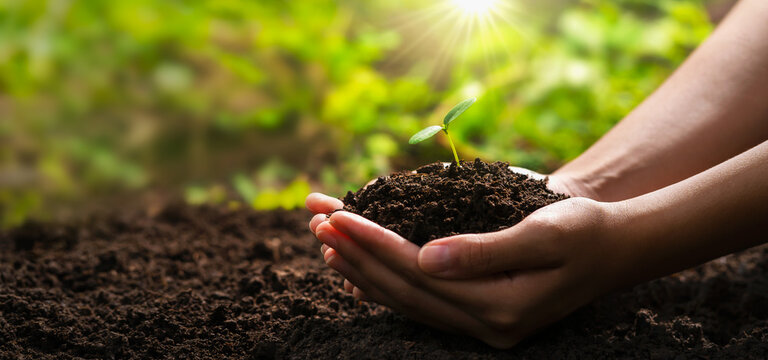 hand holding young plant with sunlight. concept eco earth day