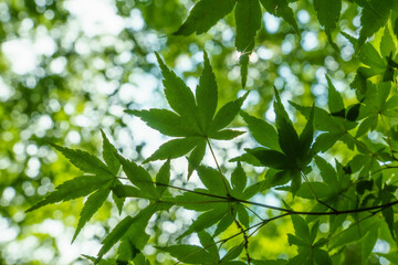 Fototapeta na wymiar 木々の葉の隙間から差し込む光 