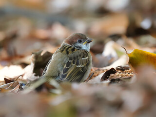 餌を待つスズメの幼鳥