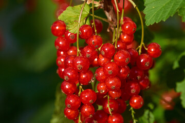 Rote Johannisbeeren am Strauch