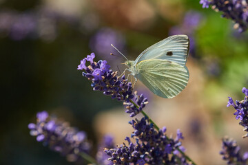 Kleiner Kohlweißling (Pieris rapae) an Lavendel