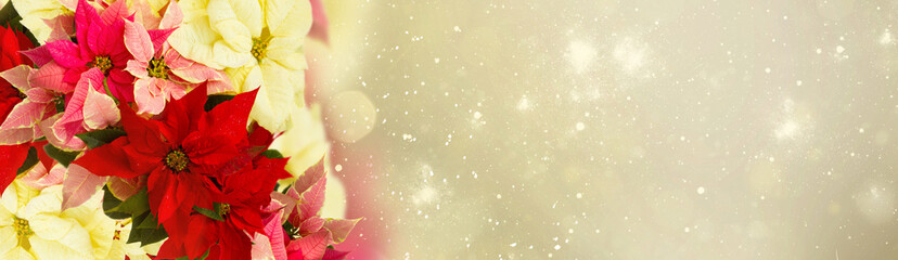 frame of pink poinsettia flower or christmas star