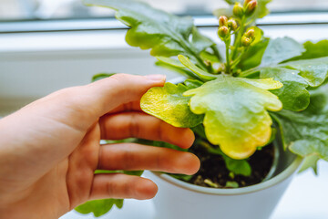 woman's hand shows yellow withered leaves of home plant in Kalanchoe flowerpot